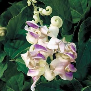 Park Seed Fragrant Corkscrew Vine Seeds, Primrose, Shell-Pink Tones and Silvery, Pack of 5 Seeds