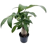 Fangblatt - Pachira aquatica - Glückskastanie ca. 20 cm hoch - bezaubernde Zimmerpflanze - wundervolle Dekoration für Ihr Arbeitszimmer