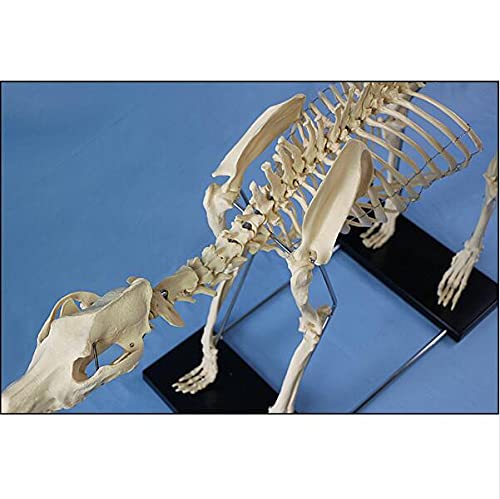 Hundeskelett Modell für Bildungszwecke Anatomisches Tier-Skelett