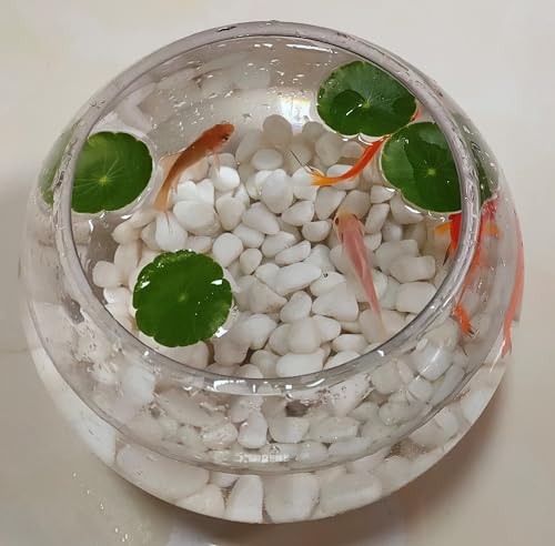 Premium Pebbles White Rocks for Plants. White Decorative Polished Pebbles. 3/8 Inch – 2lbs for Plants,Garden, Vase fillers, Succulents, pots, Plants (XSM (0.375 Inch), White - Lightly Polished, 2)