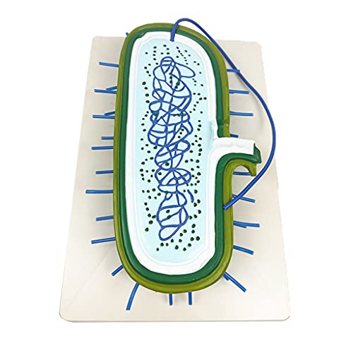 kowaku Modelo de auxílio ao ensino de biologia