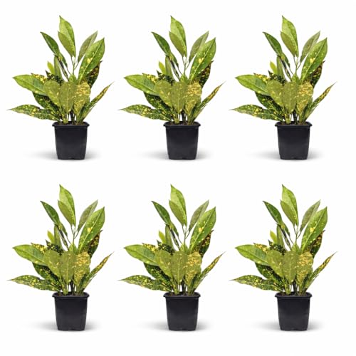Croton Gold Dust live plant bundle