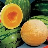 Park Seed Athena Hybrid Melon Seeds, High-Yield and Delicious, Pack of 10 Seeds