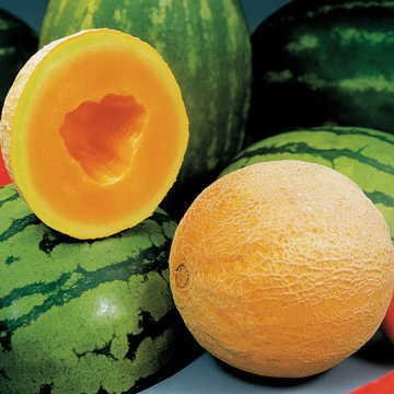 Park Seed Athena Hybrid Melon Seeds, High-Yield And Delicious, Pack Of 10 Seeds #TOP12