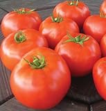 Beefsteak Tomato Mountain Merit D3080A (Red) 10 Hybrid Seeds by David's Garden Seeds