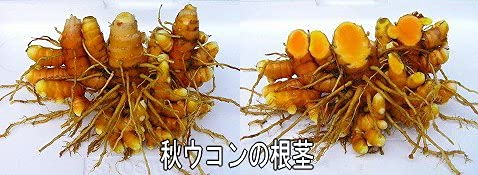 Amazon | 屋久島秋ウコン粉末100g 無農薬・無化学肥料栽培の純粋な秋