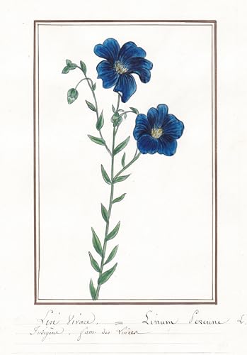 Lin vivace - Linum perenne - Lein / Botanik botany / Blume flower / Pflanze plant