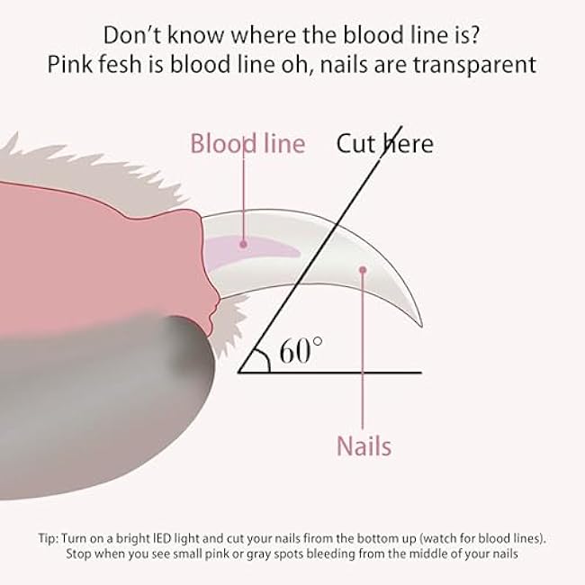 Pet nail clippers with LED Lights cat nail clippers for indoor cats nail trimmer clippers for small dog nail trimmers Cats rabbits nail clippers Bird Kittens (blue)-jQ7uYokw