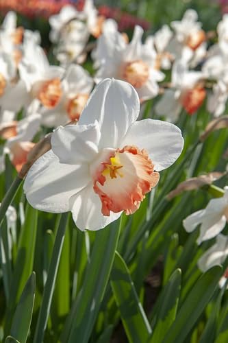 Bulbi di Narcisi a fiore grande | 5 bulbi di narciso Pink Charm | narcisi bianchi e rosa | bulbi autunnali | MY PLANTIS | spedito da Italia