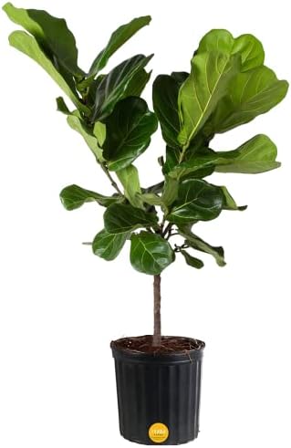 Costa Farms Fiddle Leaf Fig Tree, Live Indoor Floor Plant in Grower Pot, Clean Air Purifying Houseplant in Potting Soil, Boho Decor, Living Room Decor, Housewarming New Home Gift, 3-4 Feet Tall