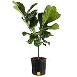 Costa Farms Fiddle Leaf Fig Tree, Live Indoor Floor Plant in Grower Pot, Clean Air Purifying Houseplant in Potting Soil, Boho Decor, Living Room Decor, Housewarming New Home Gift, 3-4 Feet Tall