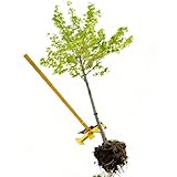 Extracteur Arrache Arbre Robust à Pince Réglable, Arrache Pieu Agricole 1.38m pour Racine/Maillet/Souche/Grande Taille de Jeune Arbre, Outil de Retrait de Poteau de Clôture de Jardin