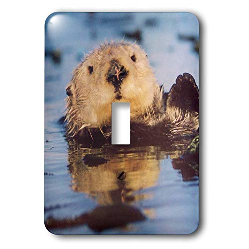 3dRose lsp_30714_1 Ollie Otter interruptor de palanca, multicolor