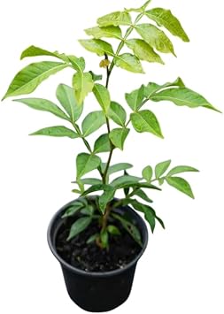 1 Potted Ice Cream Vanilla Bean Plant Ice Cream Bean Fruit Tree, Grow Outdoor, Long Fruit, 1.5-2.5 Ft Tall Gal Pot, No Ship CA