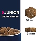 Eukanuba Hundefutter mit frischem Huhn für große Rassen, Premium Trockenfutter für Junior Hunde, 15 kg