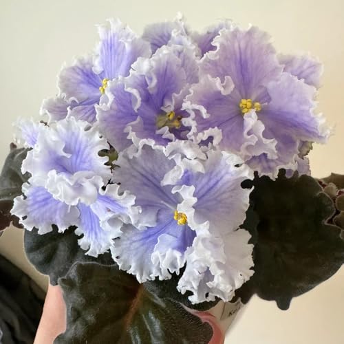 semi di violetta africana, aiuola, balcone di violetta africana, perenni, decorazione autunnale, 350pcs