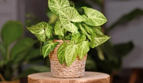 I Syngonium Pixie live Plant with free organic Fertilizer I table top Indoor Plant Decor home office I Positive energy I Air Purifing live plant I 1