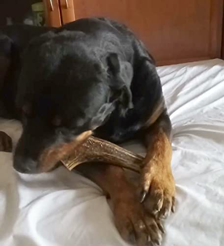 ARTISAN GIFT CO Hundesnack Rothirsch Geweih Kausnack -100% Natürlicher - Mindestgewicht 225 Gramm (XL - 1 stück)