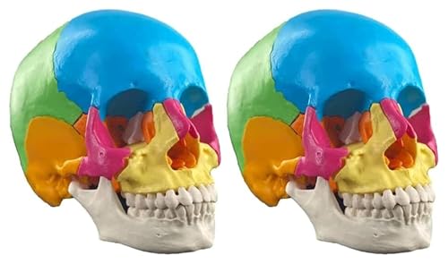 Cráneo humano anatómico interactivo para educadores con 22 piezas de colores (Pack de 2)