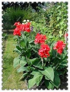 Red: 10pcs / Bag Rare Canna Seeds Chinese Pot Canna Flower Seeds, Bonsai Plant Home Garden: Only Seeds
