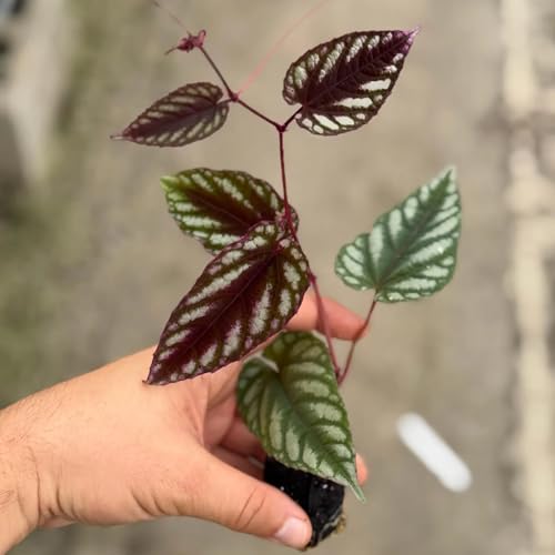 Cissus Discolor Live Plant Starter – Rex Begonia Vine Indoor
