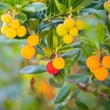 Madroño semillas orgánicas jardín de semillas de jardín interior con perennes resistentes balcón con camas elevadas 60pcs