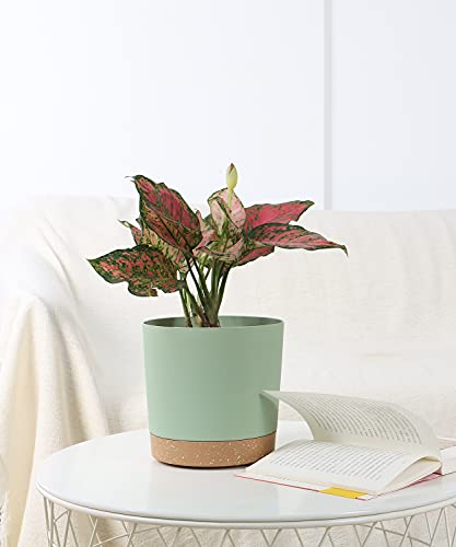 Kubvici Indoor Plant Pots Set Of 2 Planters 8 Inch Plastic Planter With Hole & Saucer Modern Decorative For Outdoor Garden Home (Green, 8 Inch) #TOP1