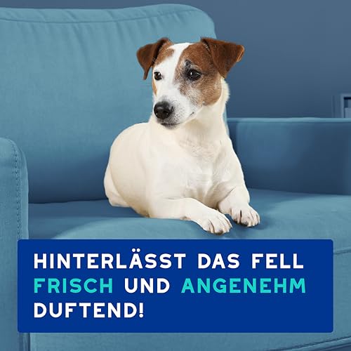 DOUXO Skin & Coat SPA – Ultra-Safe* Shampoo gegen Geruch für Hunde, 250 ml, reinigt die Haut und spendet Feuchtigkeit, entfernt Gerüche, hinterlässt angenehm duftendes Fell, hautfreundliche Rezeptur