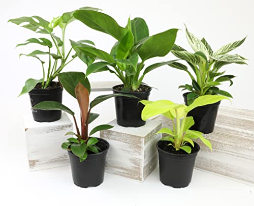 Real Philodendron Plant Variety Pack (Includes 4 Live Plants) in 4.25\" Grower Pots, Easy to Grow Air Purifying Philodendrons, Seasonal Surprise Box, Easy & Popular Houseplants by Plants for Pets - Thumbnail 3