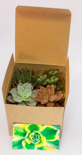 Live 2-Inch Succulent Plants Variety Pack - Set of Tiny and Vibrant Mini Succulents - Perfect for Home Decor, Terrariums, and Gifts - Easy-to-Care-for Living Houseplants