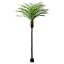 Phoenix Palm 10ft