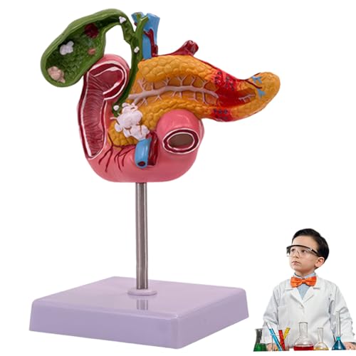 Bemonew - Bemonew Human Digestive System Model Educational Anatomy Teaching Toy for Kids