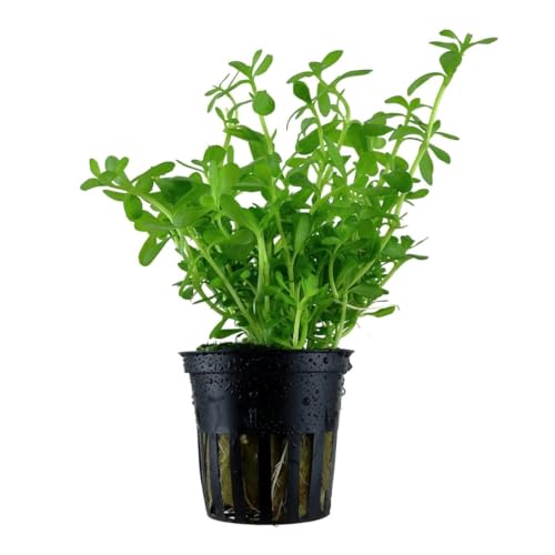 PlantasAcuario Planta acuática BACOPA MONNIERI planta de acuario viva y natural para acuarios plantados en maceta de 5cm