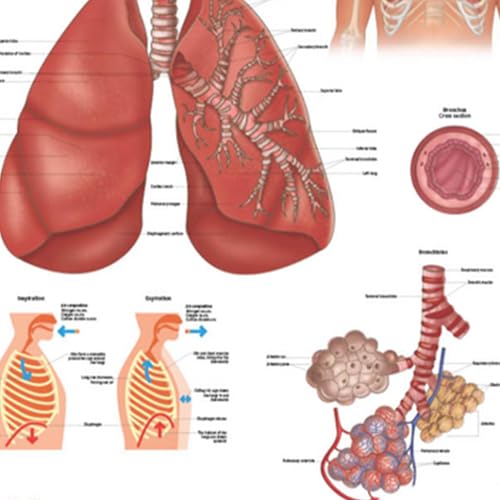 Image of Anatomy Lab Human Respiratory System Laminated Anatomy Poster, 17.3 x 22.5 Inches, Body System Diagram | 17.3 x 22.5 Inches, Body System Diagram