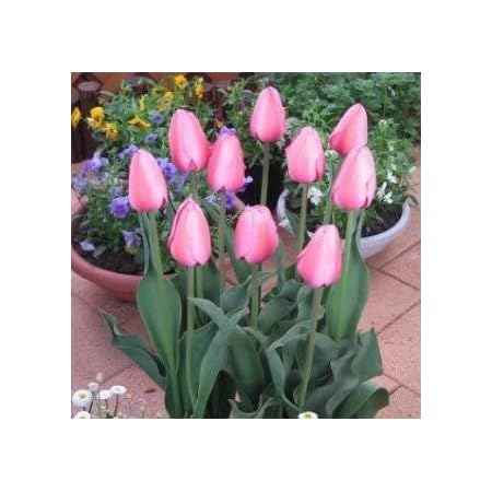 Amazon チューリップ ピンクインプレッション ５球入 球根