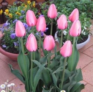Amazon.co.jp: チューリップ 球根 ピンクインプレッション他 5