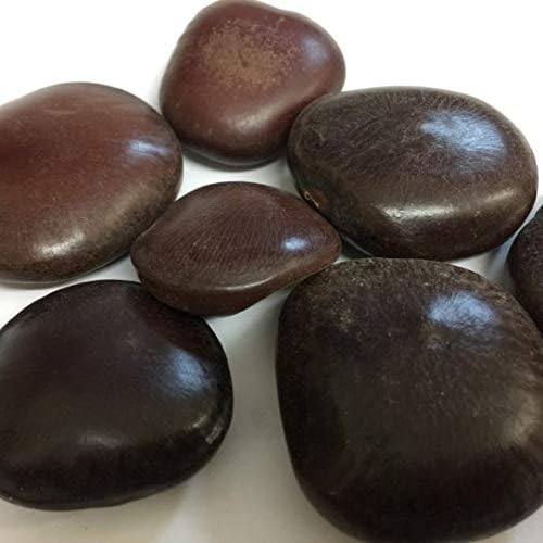 Backtobasics Mountain Tamarind Seed/Pahadi bada Imli Beej/Jumbo Tamarind Seed/Gaja Imali Bij/Tamarindus Jangali Chichoka (100) (B0D8LDM6C3) Amazon Price History, Amazon Price Tracker