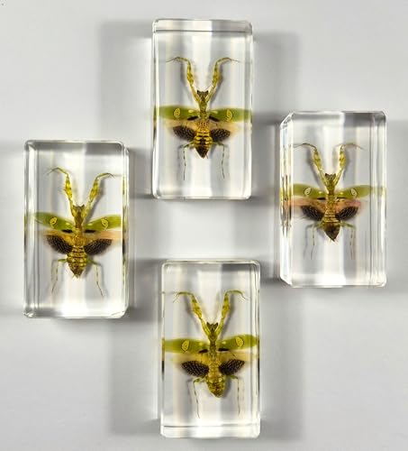 Image of 2.9 inch Real Jeweled Flower Mantis in Crystal Clear Lucite Resin Specimen Preserved Creobroter Gemmatus Insect Taxidermy Collection for Biology Science Education & Desk Ornament Display