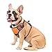 WINSEE Dog Harness No Pull, Pet Harnesses with Dog Collar, Adjustable Reflective Oxford Outdoor Vest, Front/Back Leash Clips for Small, Medium, Large, Extra Large Dogs, Easy Control Handle for Walking