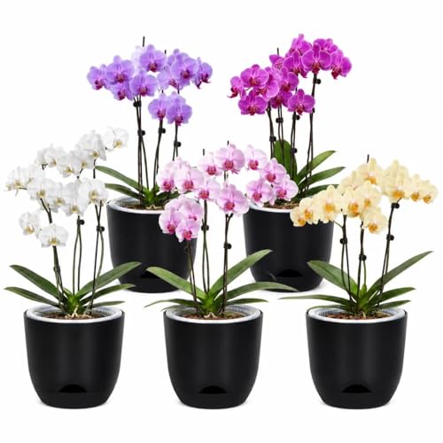 QCQHDU 7.2Inch Orchid Pots with Holes for Repotting, Double-Layer Plastic Self Watering Flower Pots for Indoor Plants with Drainage Holes, Clear Orchid Pot Match Decorative Orchid Container, 5 Packs