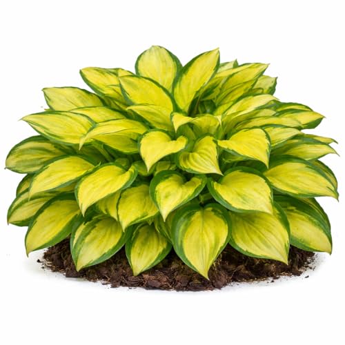 Votaniki Hosta Island Breeze Starter Plant Variegated Foliage Shade Loving Perennial Purple Flowers for Garden Borders Containers Woodland Shade Outdoor Growing (Pack of 1)