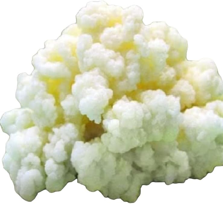 Milk Kefir Grains for Making Probiotic Kefir Drink, strong probiotic, 1 TABLESPOON, bulgaros, pajaritos, alive grains.