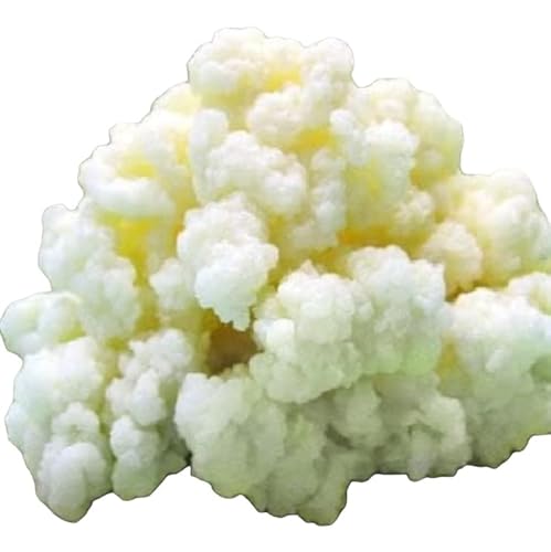 Milk Kefir Grains for Making Probiotic Kefir Drink, strong probiotic, 1 TABLESPOON, bulgaros, pajaritos, alive grains.