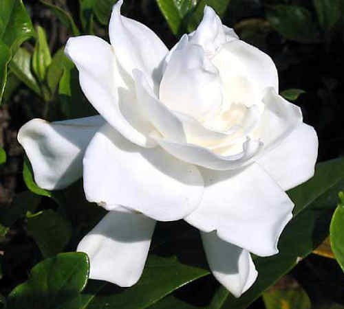Summer Snow Gardenia - Hardy to 0 Degrees - Very Fragrant - Starter Plug (LG)