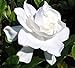 Summer Snow Gardenia - Hardy to 0 degrees - Very Fragrant - Starter Plug (LG)