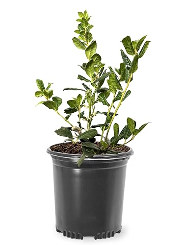 Nellie R. Stevens Holly, Evergreen Shrub