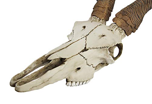 Veronese Design African Kudu Antelope Skull Wall Hanging Cool Twisted Horns #TOP4