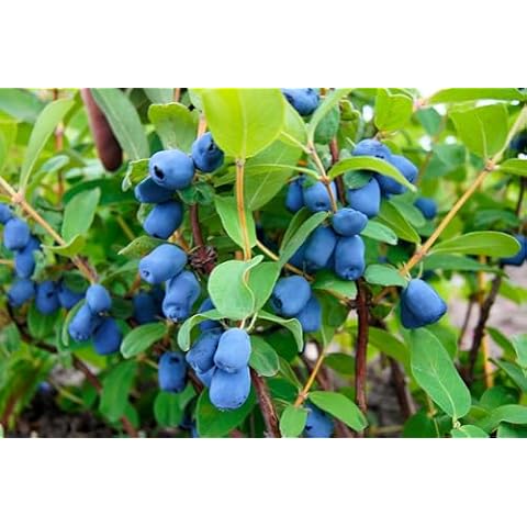 Seedville 30 Honeyberry Blue Honeysuckle Seeds Cover