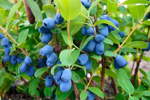 30 Honeyberry Blue Honeysuckle Seeds