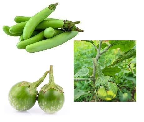 Shreesha Seeds Thorne Round Green, Long green, Round Green Brinjal Seeds, Egg Plant Seeds, Vankaya, Kante Baingan bheej Each Pack of 50 Seeds (GREEN 3 TYPES) (B0CN1LV1L2) Amazon Price History, Amazon Price Tracker